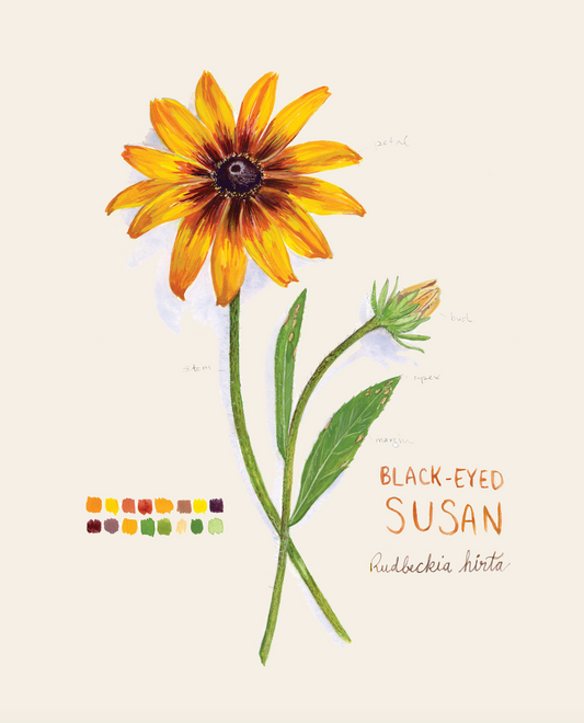 Rudbeckia Botanical Blank Notecard (pre-order)