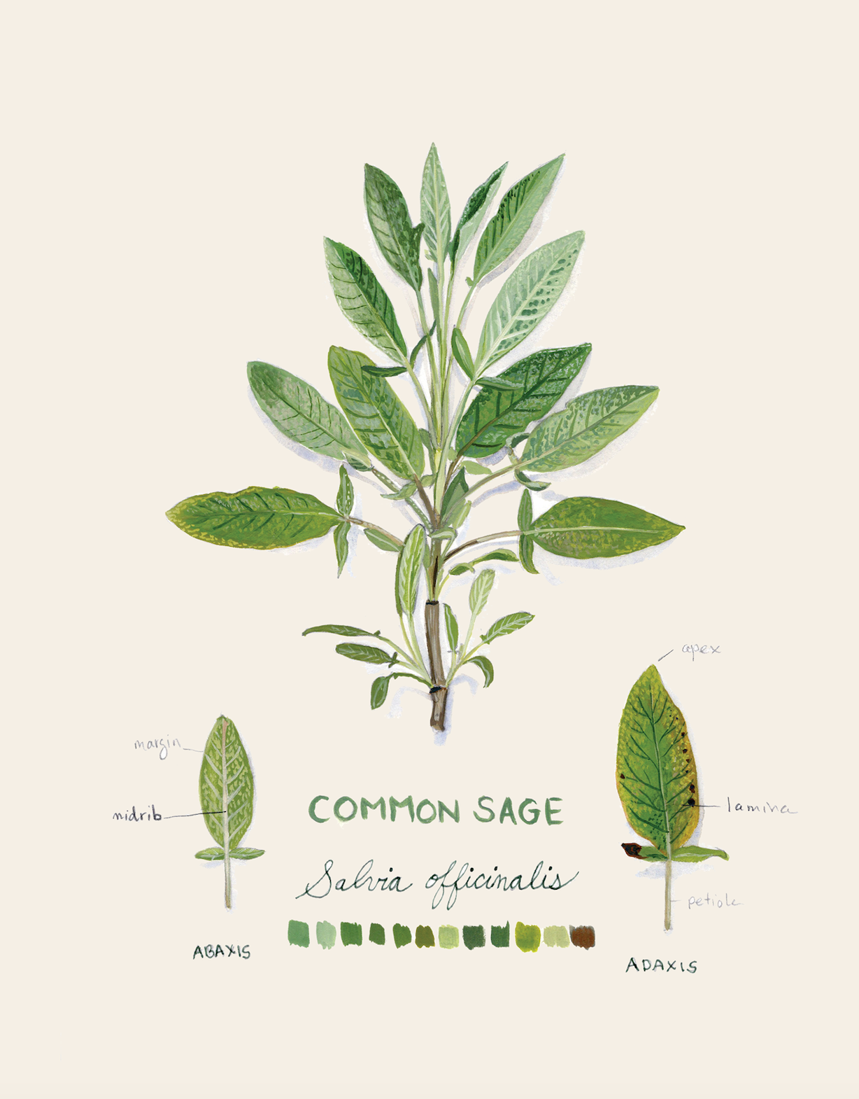 Common Sage Botanical Blank Notecard (pre-order)