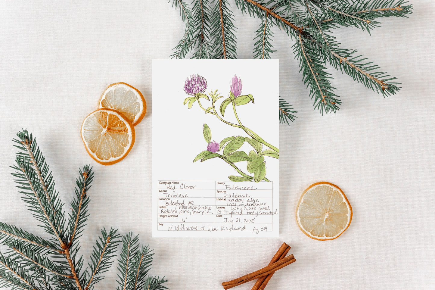 Red Clover Wildflower Print