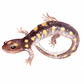 Yellow Spotted Salamander Decal Bumper Sticker