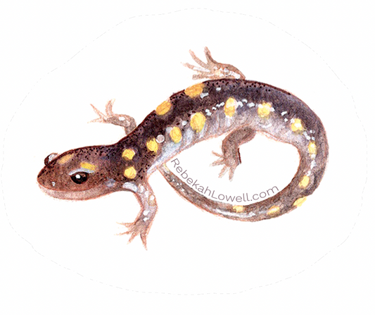 Yellow Spotted Salamander Decal Bumper Sticker