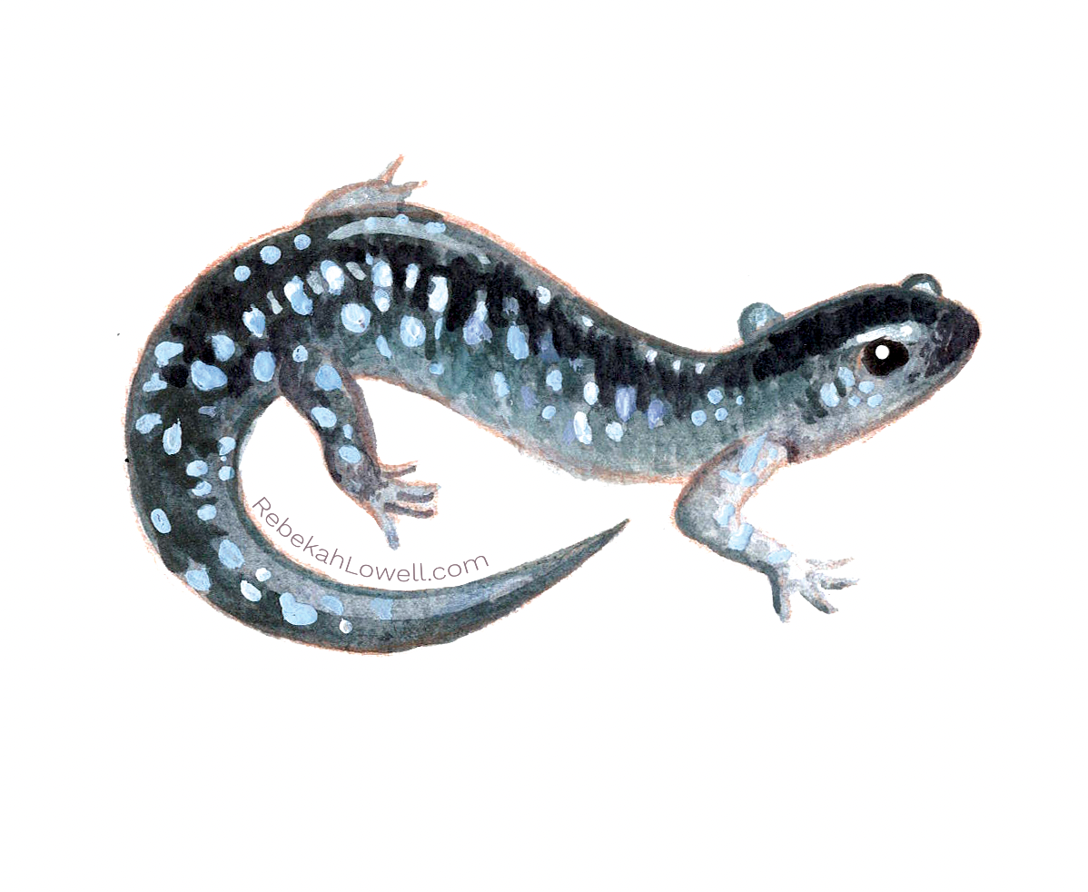 Blue Spotted Salamander Decal Bumper Sticker