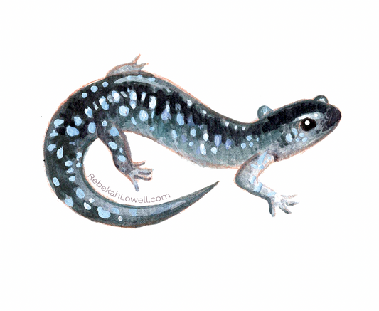 Blue Spotted Salamander Decal Bumper Sticker