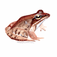 Wood Frog Decal Bumper Sticker