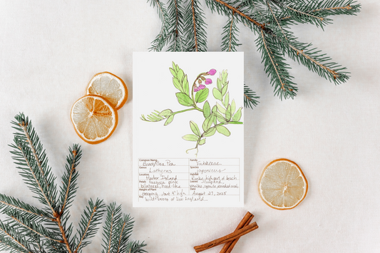 Sea Pea Wildflower Print