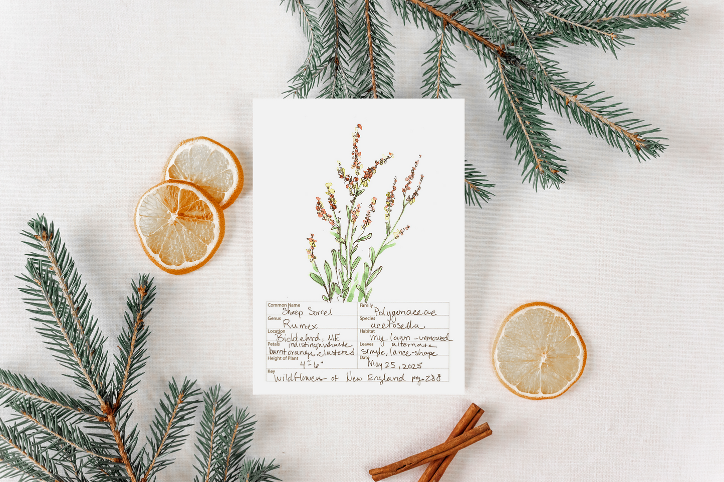 Sheep Sorrel Wildflower Print