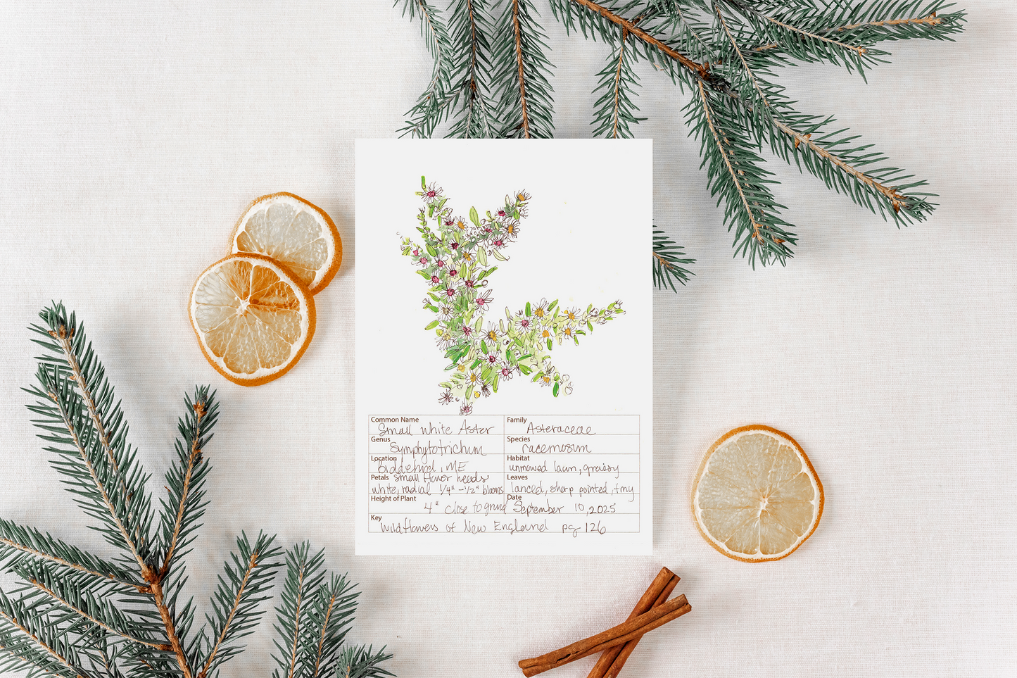 Small White Aster Wildflower Print