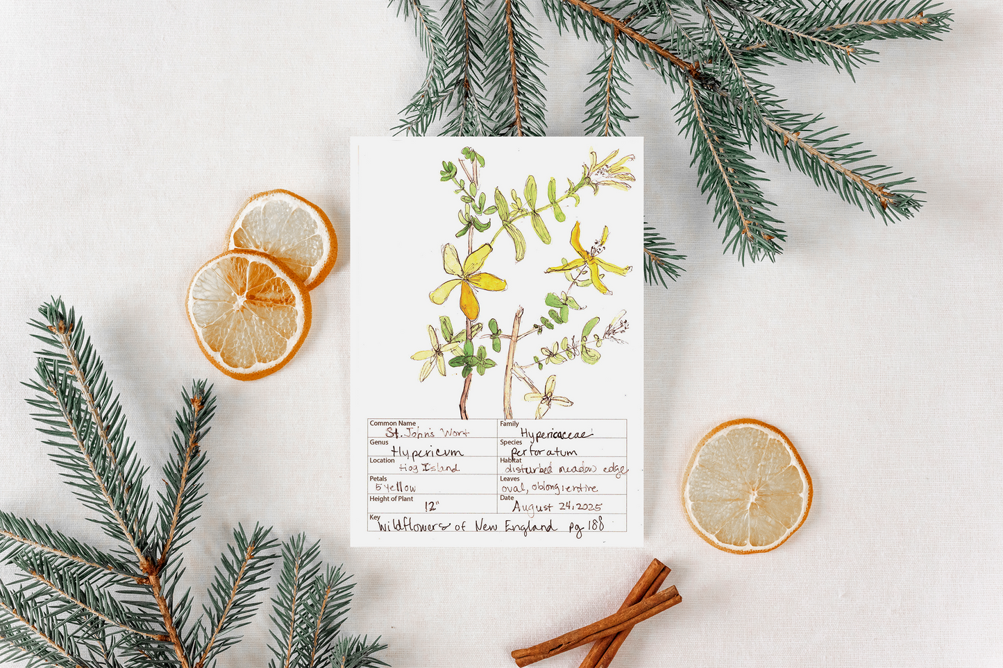 St. John's Wort Wildflower Print