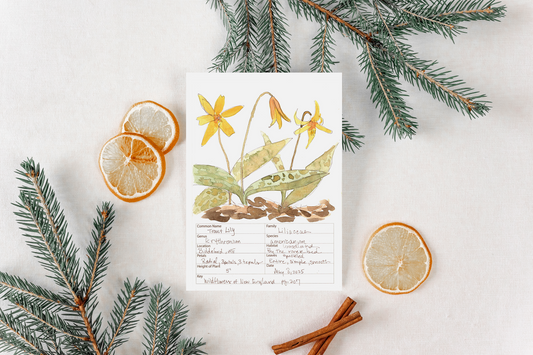 Trout Lily Wildflower Print