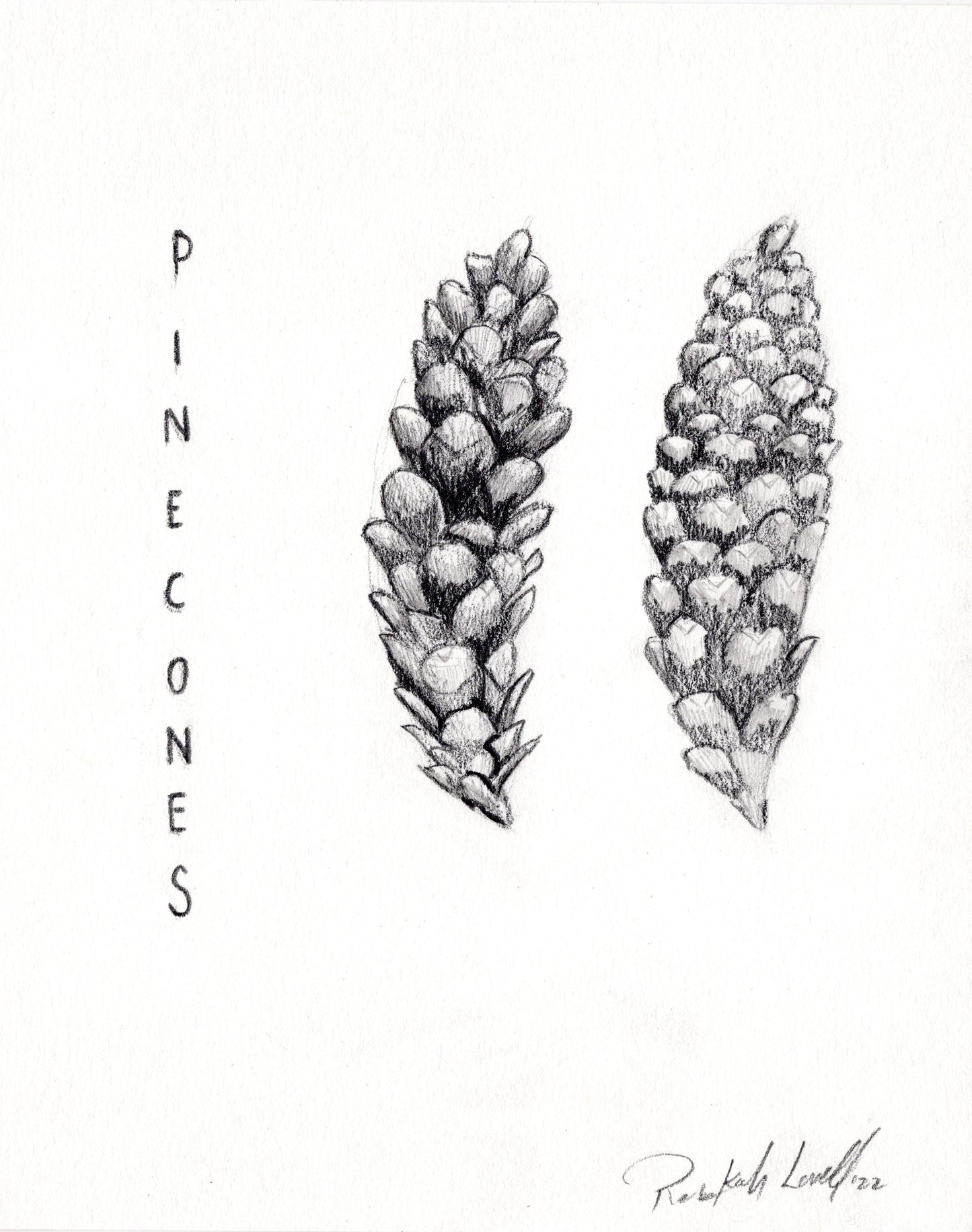 "pinecones" pencil drawing created in Project Wild / Federal Junior Duck Stamp webinar