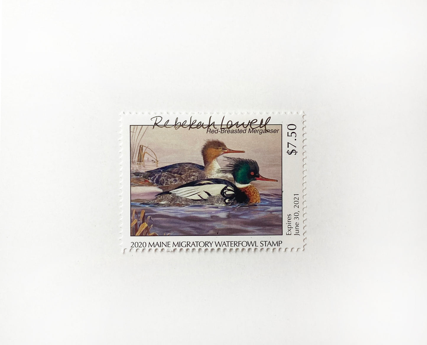 Signed 2020 Maine Duck Stamp