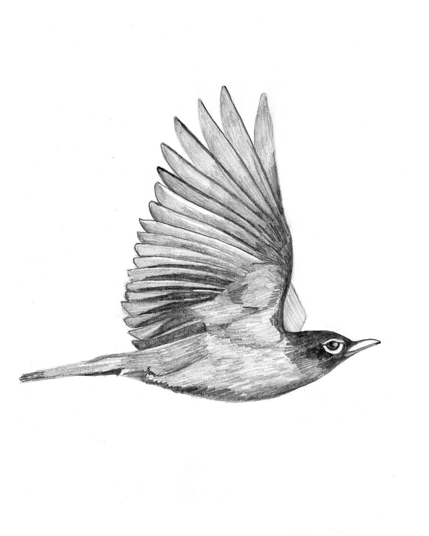 Flying Robin Art Print