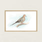 Mourning Dove Print