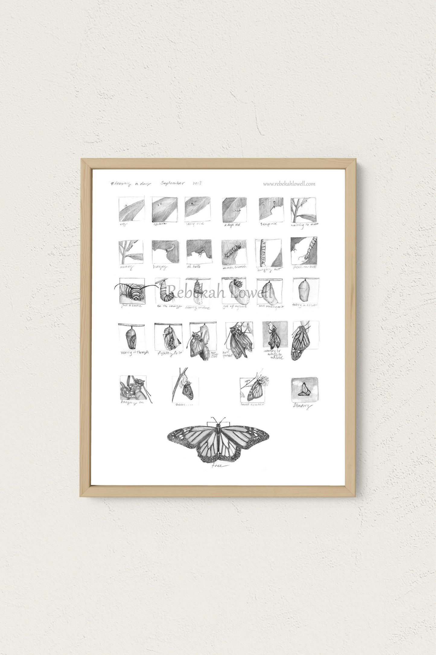 Monarch Metamorphosis Drawing a Day Print