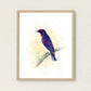 Violet-Backed Starling Art Print