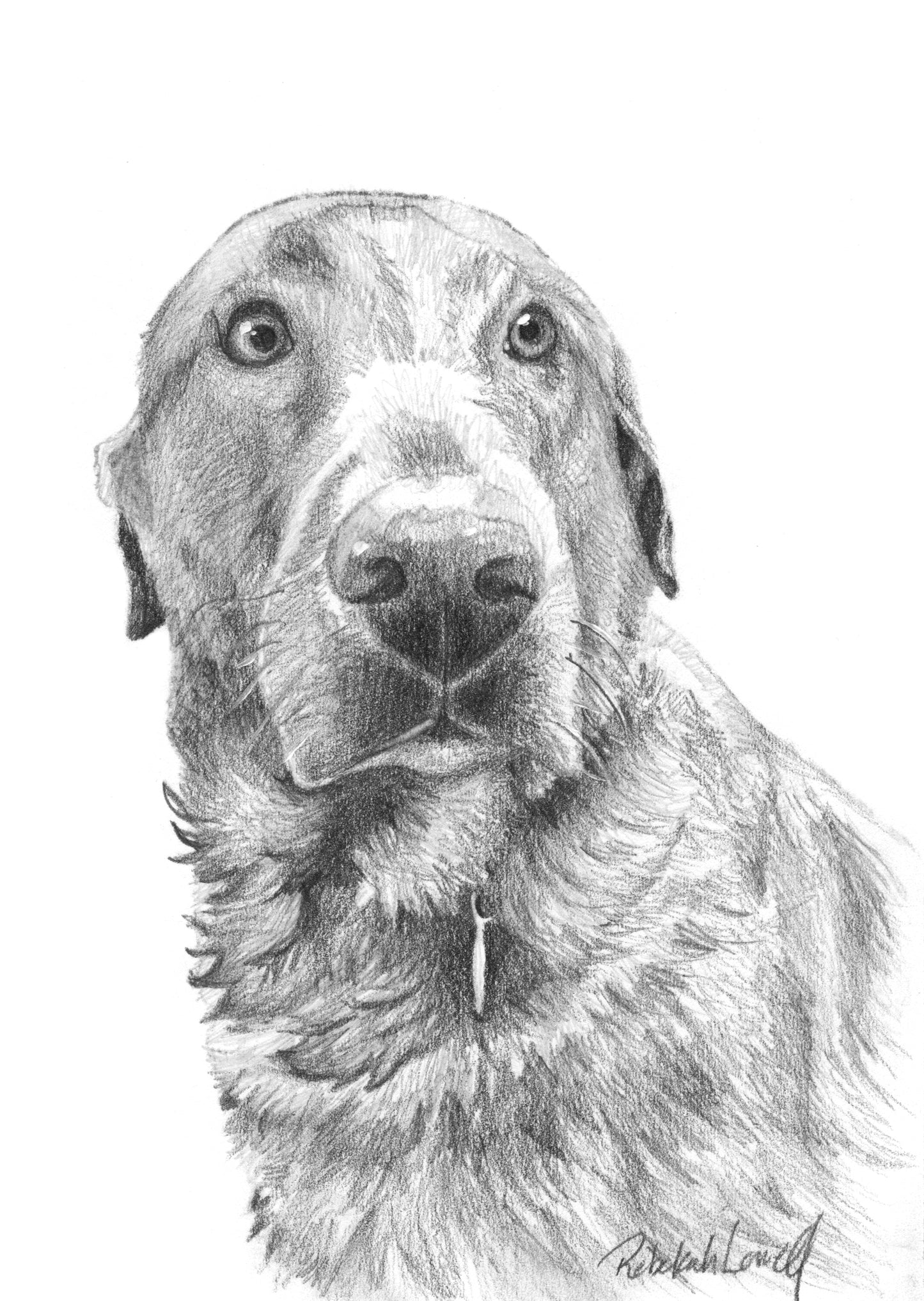 Custom Pet Portrait, Made to Order