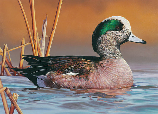 2014 Maine Duck Stamp Print (American Wigeon) "Whistling Waters"