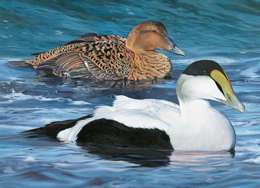 2017 Maine Duck Stamp Print (Common Eiders) "Surfing into Shore"