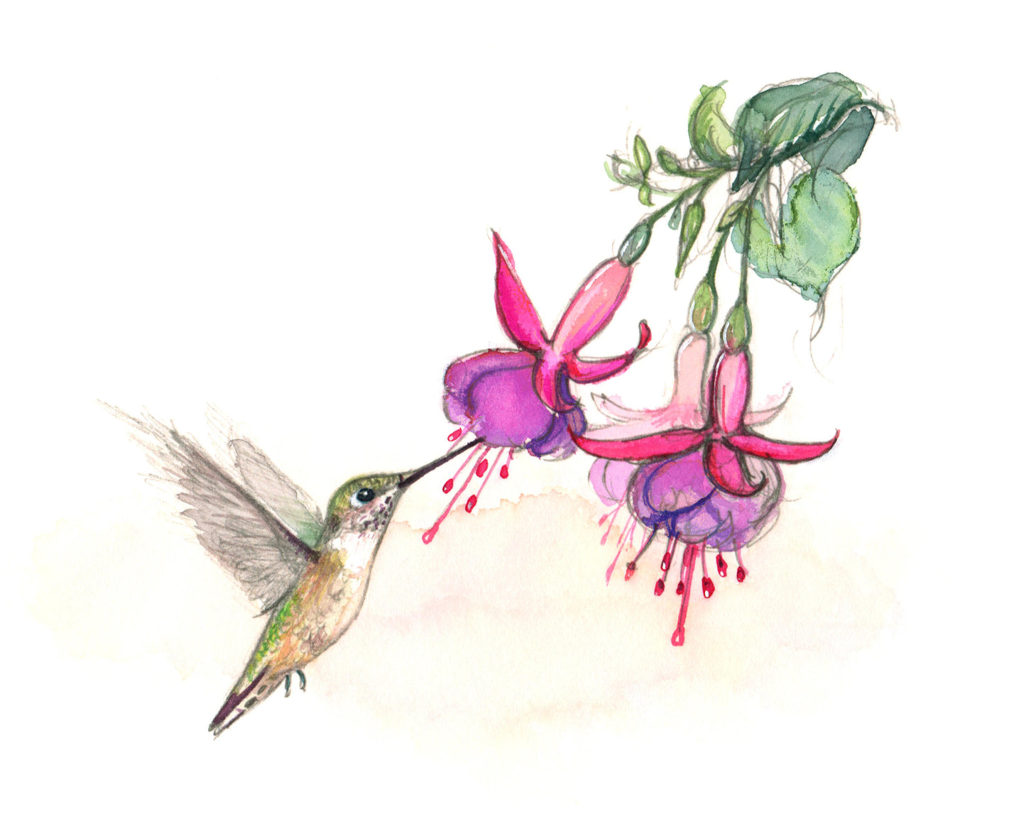 Hummingbird Feeding on Fuchsia