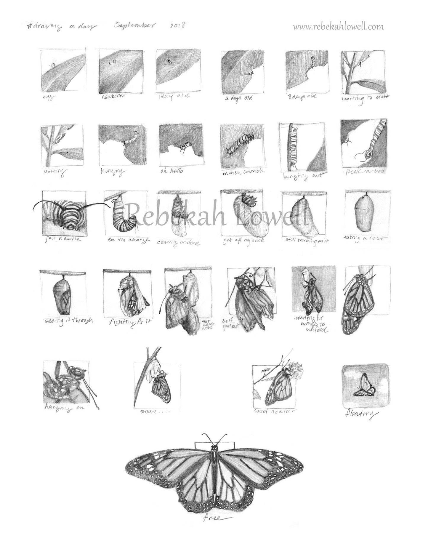 Monarch Metamorphosis Drawing a Day Print