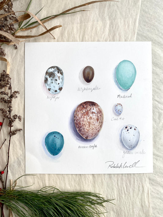 Bird Egg Study